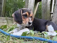 Baby blue collar, a female Beagle for sale in Grant, MI – 5 of 10