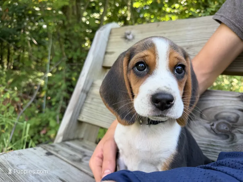 Gray Collar – Beagle puppy for sale in Grant, MI