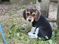 Baby blue collar, a female Beagle for sale in Grant, MI – 7 of 10