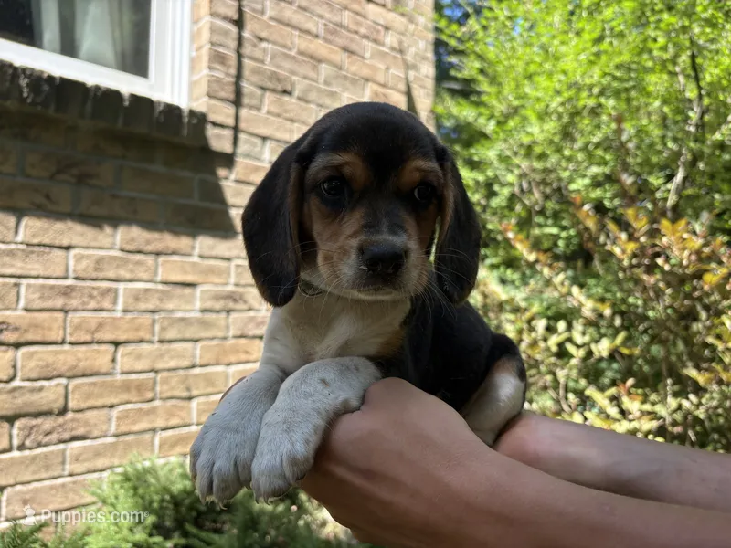 Baby Blue Collar – Beagle puppy for sale in Grant, MI