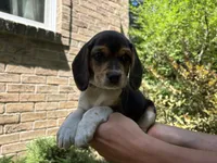 Baby Blue Collar, a female Beagle for sale in Grant, MI – 1 of 1