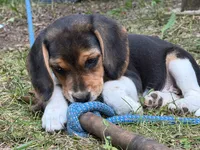 Baby blue collar, a female Beagle for sale in Grant, MI – 2 of 10