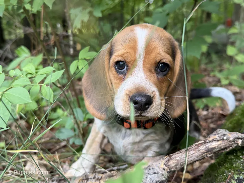 Orange Collar – Beagle puppy for sale in Grant, MI
