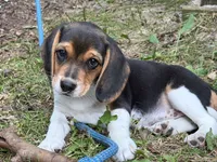 Baby blue collar, a female Beagle for sale in Grant, MI – 3 of 10