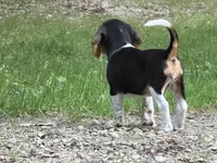 Baby blue collar, a female Beagle for sale in Grant, MI – 9 of 10
