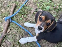 Baby blue collar, a female Beagle for sale in Grant, MI – 4 of 10