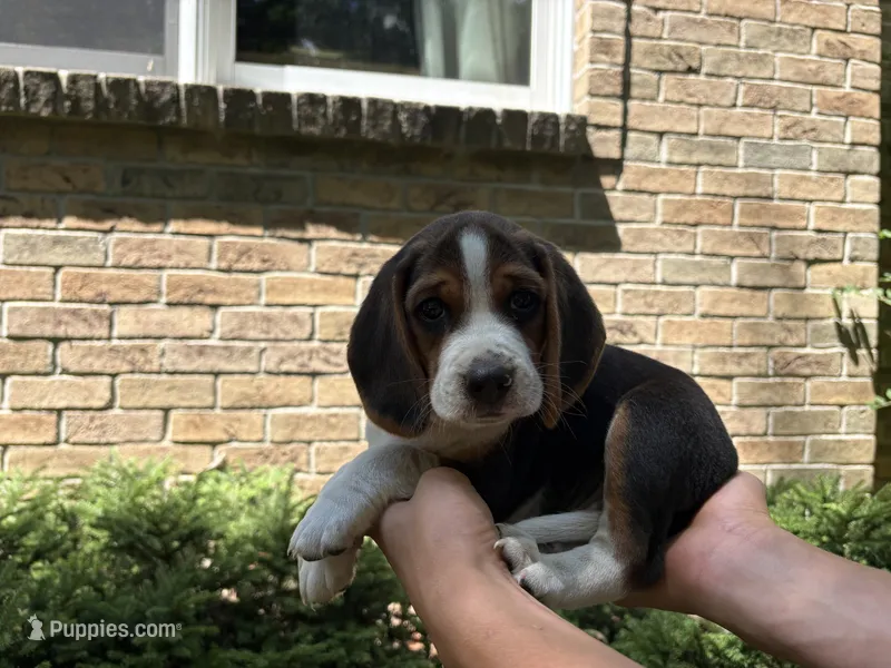 Gray Collar – Beagle puppy for sale in Grant, MI