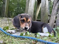 Baby blue collar, a female Beagle for sale in Grant, MI – 10 of 10