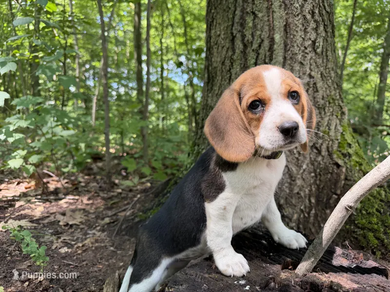 Green Collar – Beagle puppy for sale in Grant, MI