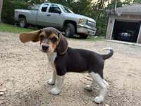 Baby blue collar, a female Beagle for sale in Grant, MI – 8 of 10