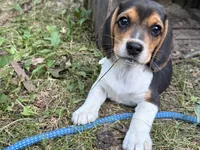 Baby blue collar, a female Beagle for sale in Grant, MI – 6 of 10