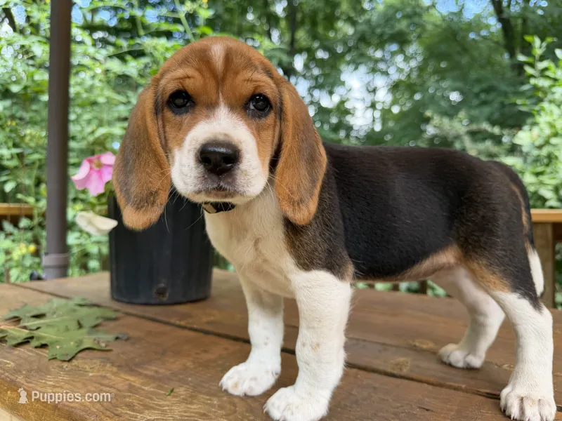 Silver Collar – Beagle puppy for sale in Grant, MI