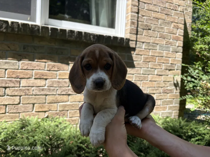 Silver Collar – Beagle puppy for sale in Grant, MI