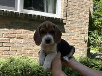 Silver Collar, a female Beagle for sale in Grant, MI – 1 of 1