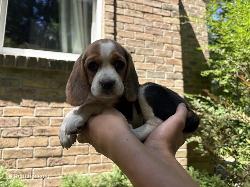 Green Collar – Beagle puppy for sale in Grant, MI