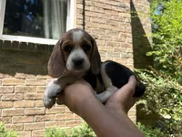 Green Collar, a female Beagle for sale in Grant, MI – 1 of 1