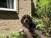 Orange Collar, a female Beagle for sale in Grant, MI – 1 of 1