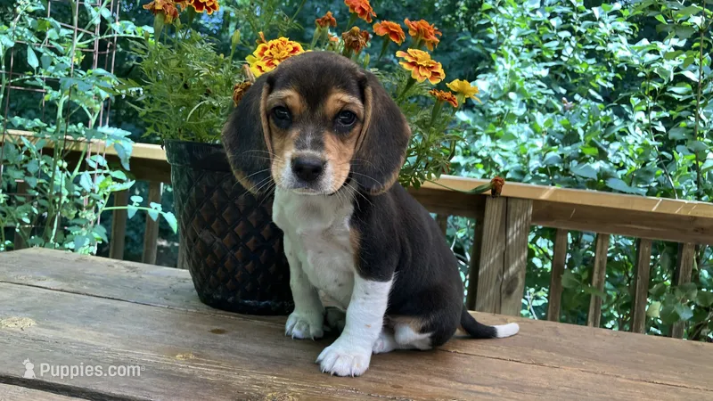Baby Blue Collar – Beagle puppy for sale in Grant, MI