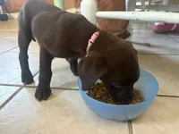 Violet, a female Labradoodle and Labrador Retriever for sale in Leeds, AL – Photo 2 of 4