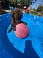 Violet, a female Labradoodle and Labrador Retriever for sale in Leeds, AL – Photo 3 of 4