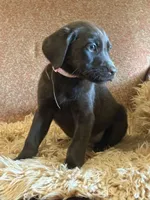 Violet, a female Labradoodle and Labrador Retriever for sale in Leeds, AL – Photo 1 of 4