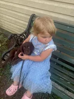 Violet, a female Labradoodle and Labrador Retriever for sale in Leeds, AL – Photo 4 of 4