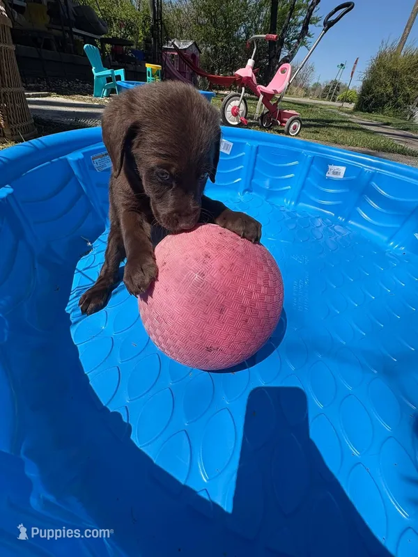 Curious George – Labradoodle, Labrador Retriever puppy for sale in Leeds, AL