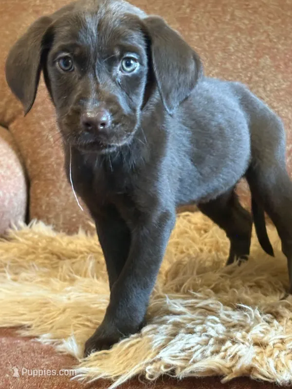 Cookie – Labradoodle, Labrador Retriever puppy for sale in Leeds, AL