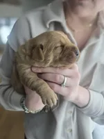 Blue, a male Labrador Retriever for sale in Montevideo, MN – Photo 2 of 3