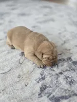 Blue, a male Labrador Retriever for sale in Montevideo, MN – Photo 3 of 3