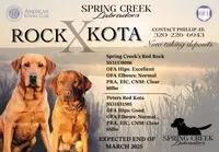 Blue, a male Labrador Retriever for sale in Montevideo, MN – Photo 1 of 3