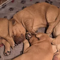 Male, a male Labrador Retriever for sale in Montevideo, MN – Photo 1 of 2