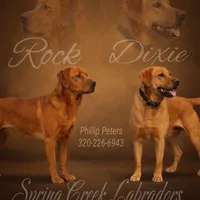 Male, a male Labrador Retriever for sale in Montevideo, MN – Photo 2 of 2