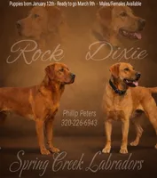 Male, a male Labrador Retriever for sale in Montevideo, MN – Photo 2 of 2