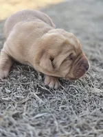 Pink, a female Labrador Retriever for sale in Montevideo, MN – Photo 3 of 3