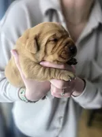 Pink, a female Labrador Retriever for sale in Montevideo, MN – Photo 2 of 3