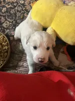 processed/3a511c70-5811-43fd-b5cf-2d505be93d56/listing/ab397ff0-f095-4048-8a89-4751a10e3bb8/39bbea93-cd5b-4ee3-a3d3-3ccf72766a4c