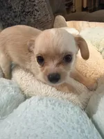Frosty, a female Maltipoo and Chihuahua for sale in Orange, VA – 4 of 4