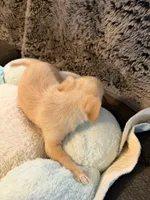 Joey, a male Maltipoo and Chihuahua for sale in Orange, VA – 3 of 4