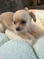 Frosty, a female Maltipoo and Chihuahua for sale in Orange, VA – 3 of 4