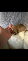 Tilda, a female Chihuahua for sale in Orange, VA – 3 of 3