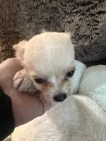Peaches, a female Maltipoo and Chihuahua for sale in Orange, VA – 2 of 7