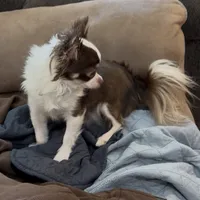 Sassy, a female Chihuahua for sale in Orange, VA – 2 of 3