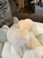 Peaches, a female Maltipoo and Chihuahua for sale in Orange, VA – 7 of 7