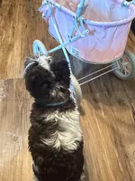 Lily, a female Miniature Schnauzer for sale in Orange, VA – 2 of 2