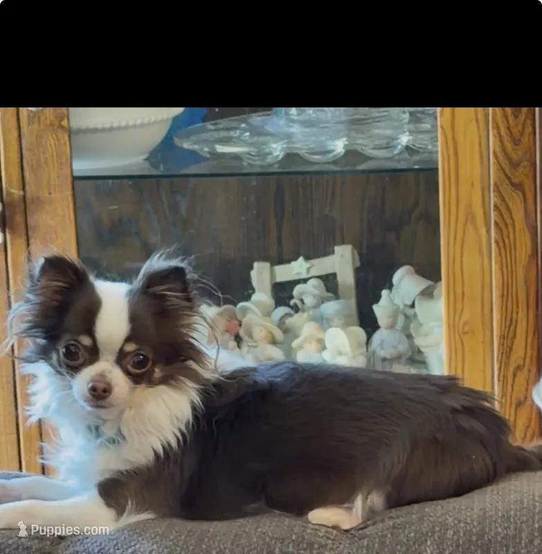Sassy – Chihuahua puppy for sale in Orange, VA