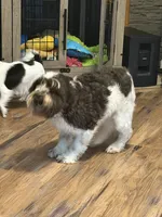 Lily, a female Miniature Schnauzer for sale in Orange, VA – 1 of 2