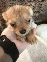 Jasper, a male Maltipoo and Chihuahua for sale in Orange, VA – 2 of 6