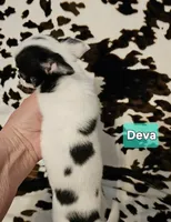 Deva, a female Chihuahua for sale in Orange, VA – Photo 4 of 6