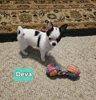 Deva, a female Chihuahua for sale in Orange, VA – Photo 2 of 6